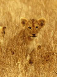 lion pictures baby lion