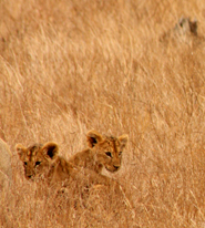 lion cubs playing in high grass