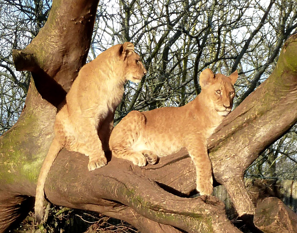 lion cubs in tree