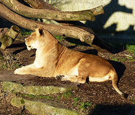 Lioness in zoo