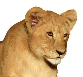 Head of a big lion cub