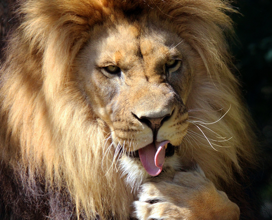 lion pictures liion licking paw