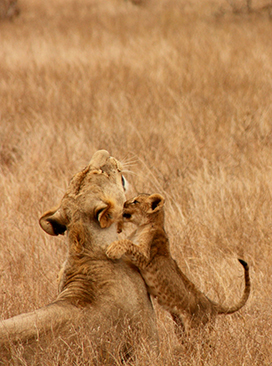 lioness and cubs playing