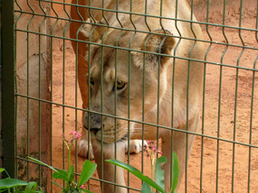 lioness in zoo