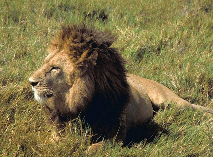 african lion male pictures