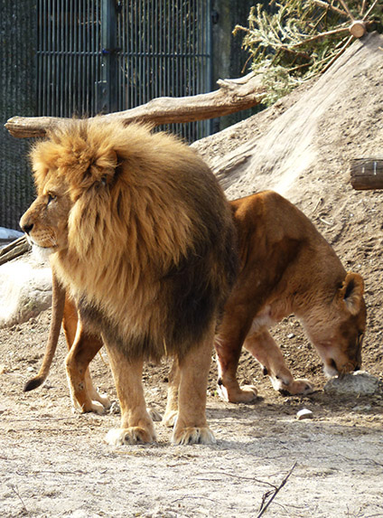 male and female lion in zoo