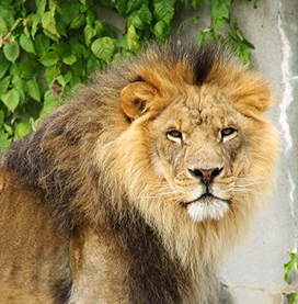 lion pictures-lion male face
