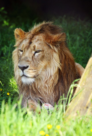 big male lion clipart