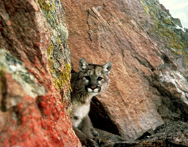 lion picture of mountain lion