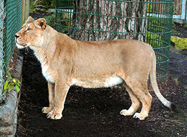 aciatic female lioness