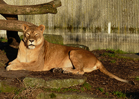 female lioness resting