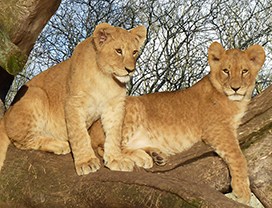 lion pictures two cubs in a tree