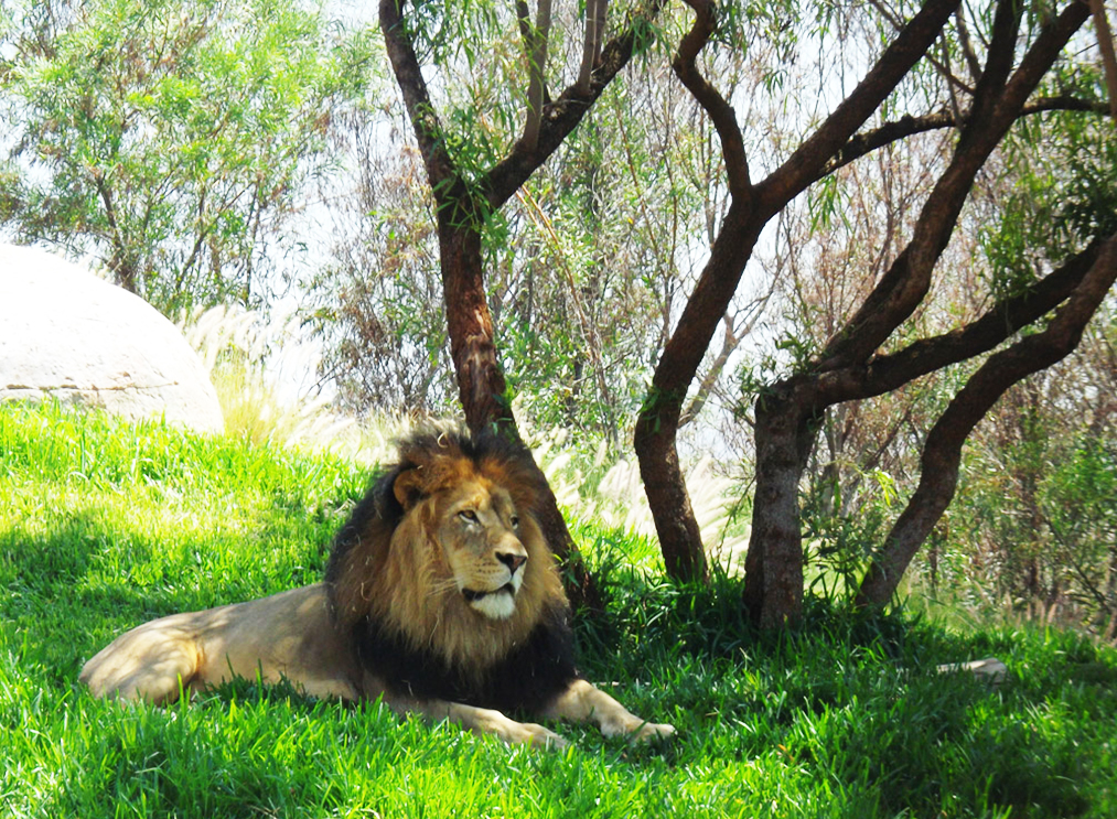 african lion resting under tree