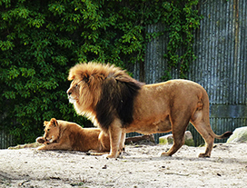 lion picture from zoo