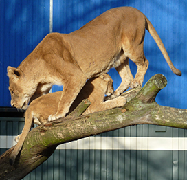 lioness and lion cub in tree in zoo