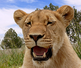 lioness panting