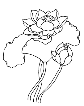 lotus flower coloring page