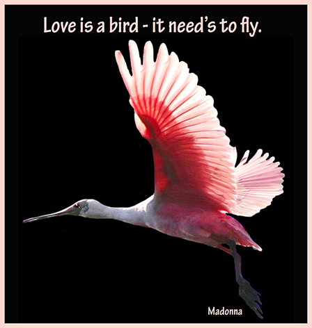 love is a bird quote