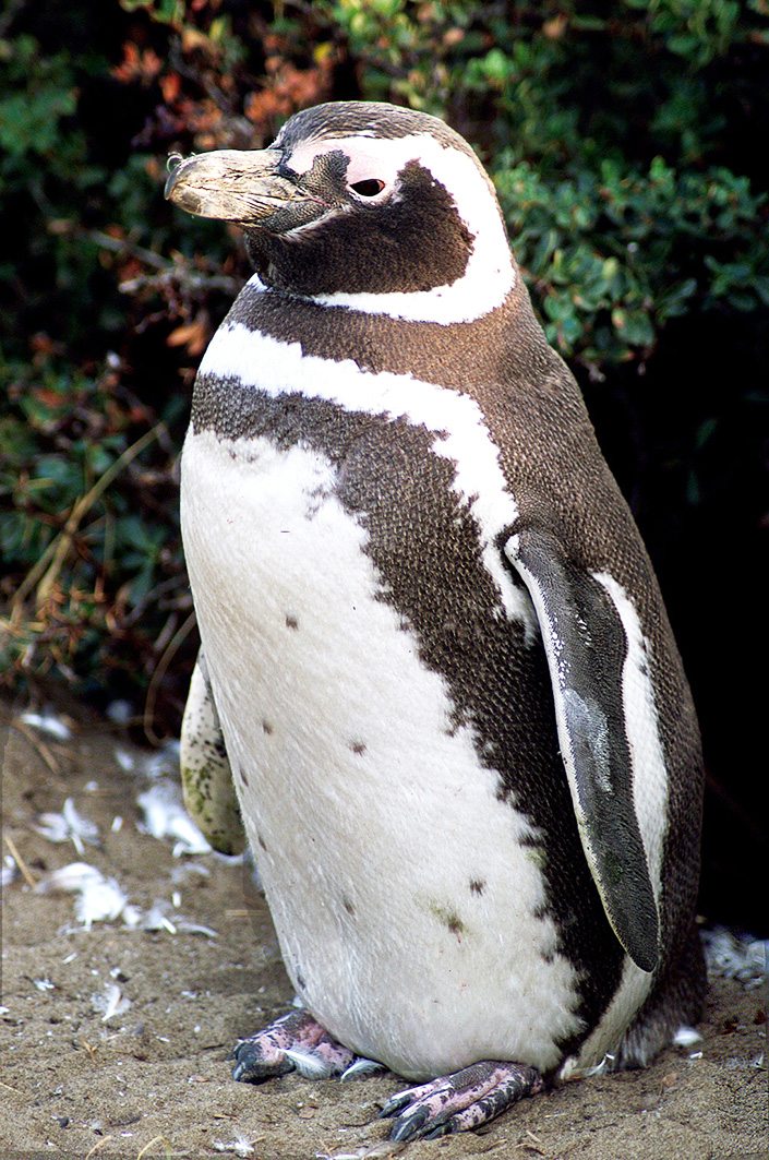 picture of Magellanic penguin