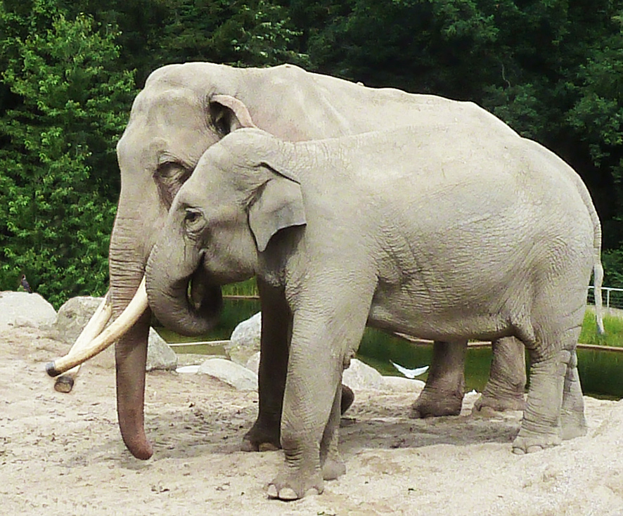 Male and female Indian elephants picture