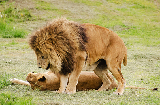 male and female lions