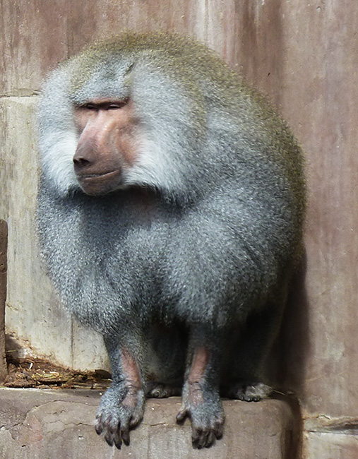 the grey male baboon
