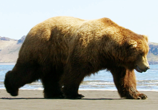 male bear walking on beach