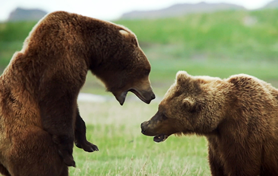 male bears fighting