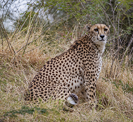 Male Cheetah photo