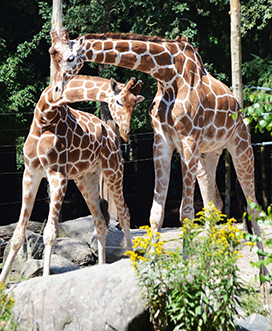 male giraffes play fighting with necks