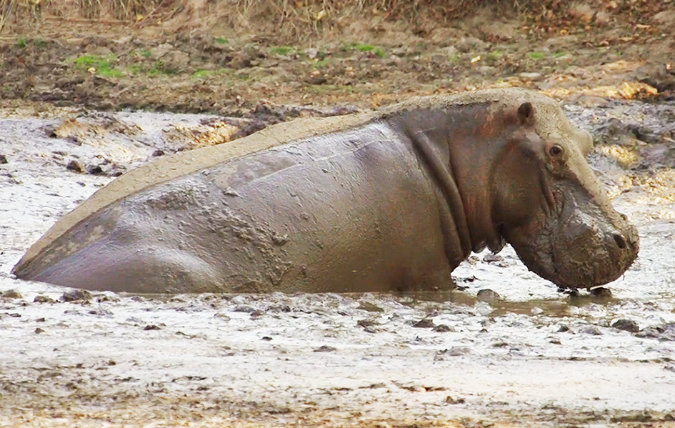 large male hippo in mud bath