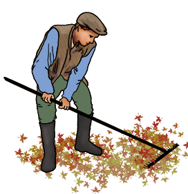 man gathering fall leaves