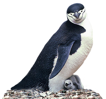 manchot penguin and child
