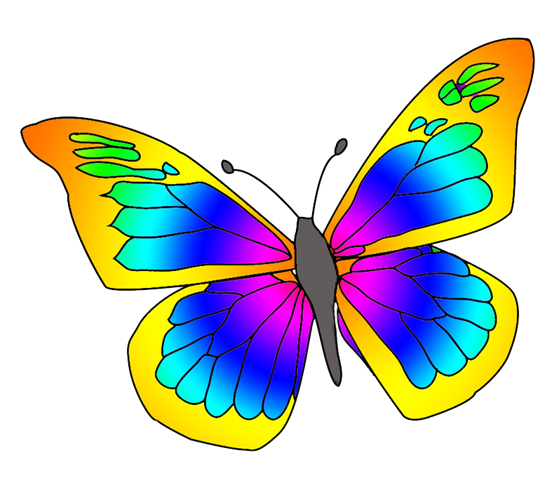 many colored butterfly