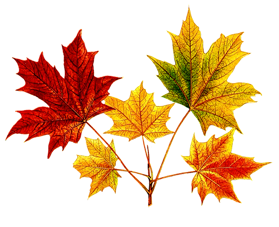 maple leaves drawing