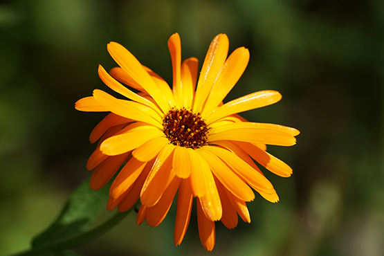 marigold flower close up