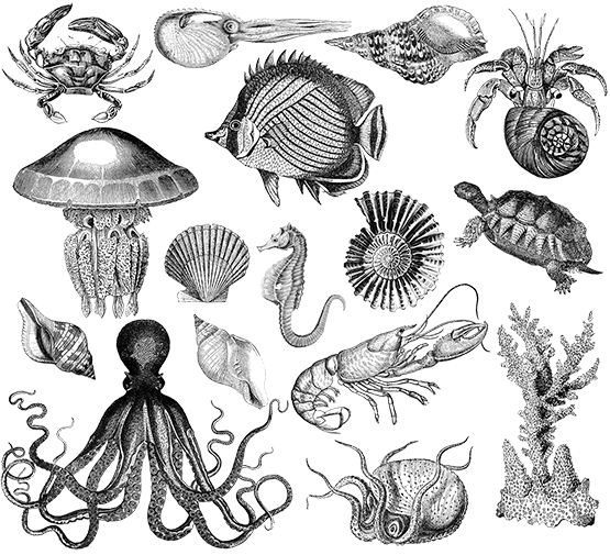 marine animals black white