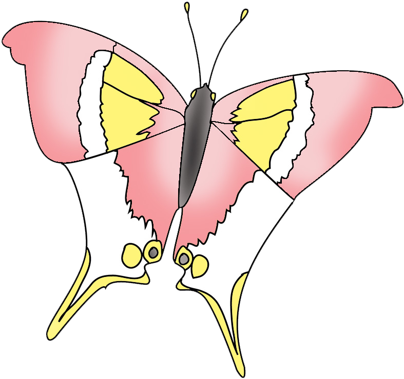 Pink and white colored butterfly images