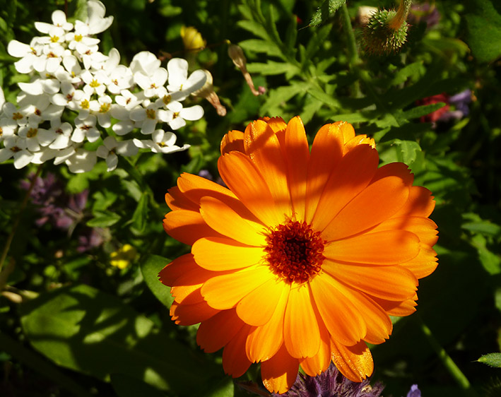 Pictures of Flowers of Different Colors