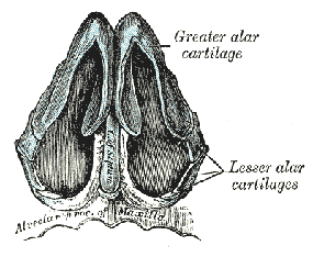 human body diagram cartilages of the nose