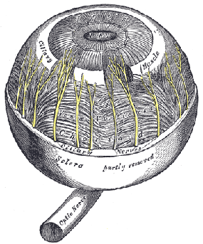 medical clip art choroid and iris drawings