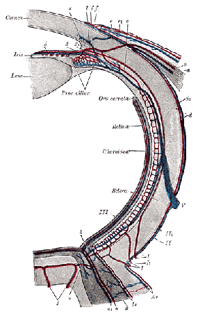 blood vessels of the eye medical clip art