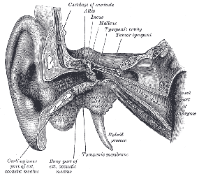 human body diagram external and middle ear