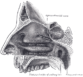 medical clip art nasal cavity