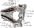 section of right orbital cavity clip art