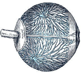 human body diagram veins of the choroid