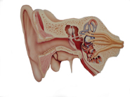 drawing of the inner ear