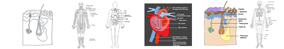 human body diagrams medical images