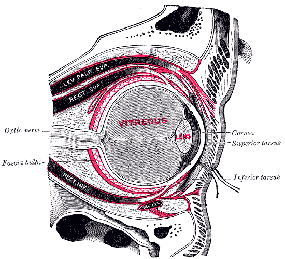 human body diagram right eye saggital section fascia bulbi