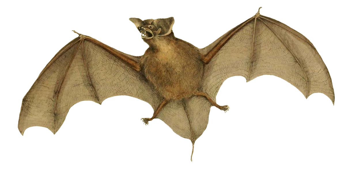 molossus bat clipart